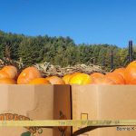 Pumpkin Harvest On A Roll!
