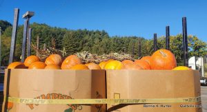 Pumpkin Harvest On A Roll!  