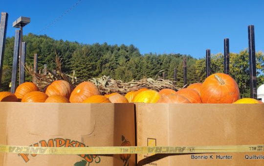 Pumpkin Harvest On A Roll!  