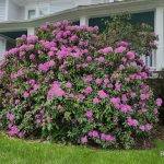 While Rhododendrons Bloom!