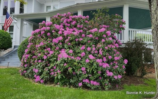 While Rhododendrons Bloom!  