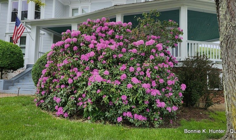 While Rhododendrons Bloom!  