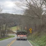 Tree Harvest Time!