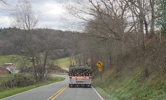 Tree Harvest Time!  