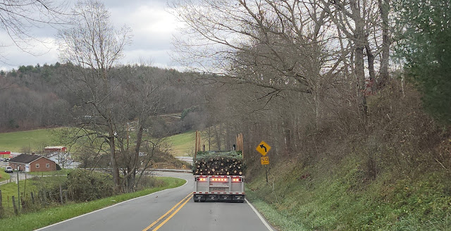 Tree Harvest Time!  