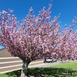 Pink Trees & Hexie Blossoms!