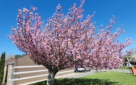 Pink Trees & Hexie Blossoms!  