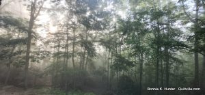 Sunshine Through Fog -  