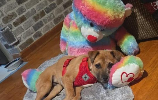 Christmas Miracles -  