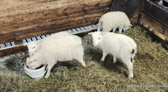 Lupine & Laughter Mystery - Part Seven!  