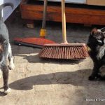 Cats of Marrakech! (And Virginia!)
