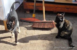 Cats of Marrakech! (And Virginia!)  