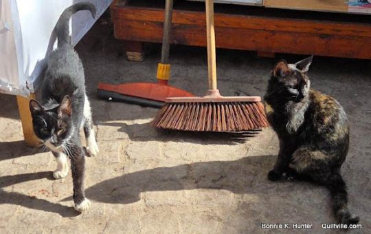 Cats of Marrakech! (And Virginia!)  