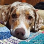 Gone To The Dogs –