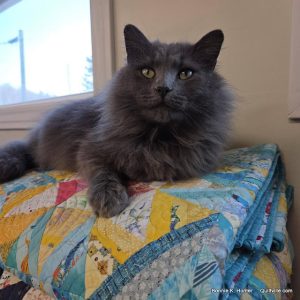 Quilters! Start Your Engines!  