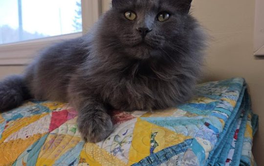 Quilters! Start Your Engines!  