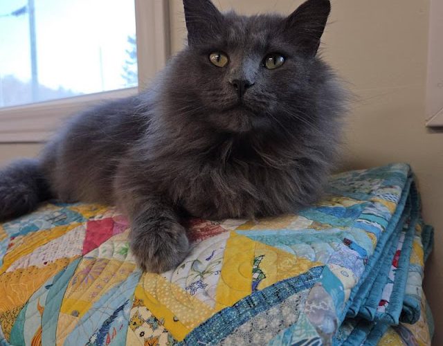 Quilters! Start Your Engines!  