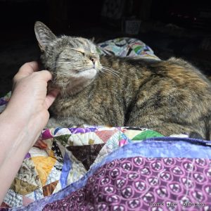 Bitter Bees Over The Porch Rail!  