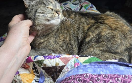 Bitter Bees Over The Porch Rail!  