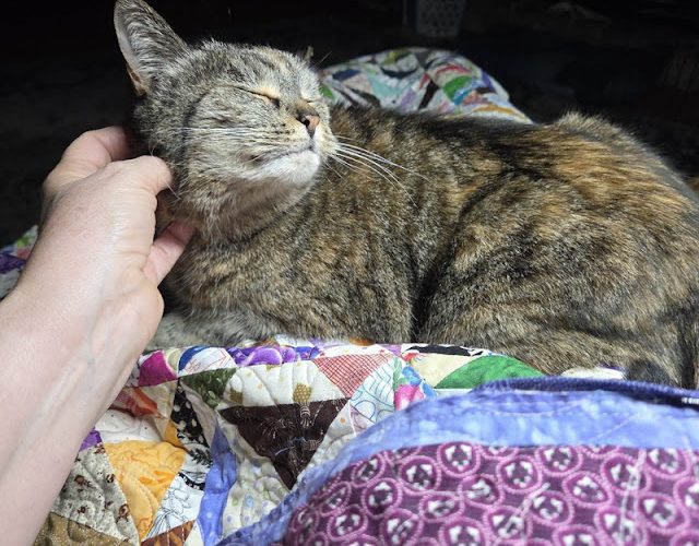 Bitter Bees Over The Porch Rail!  